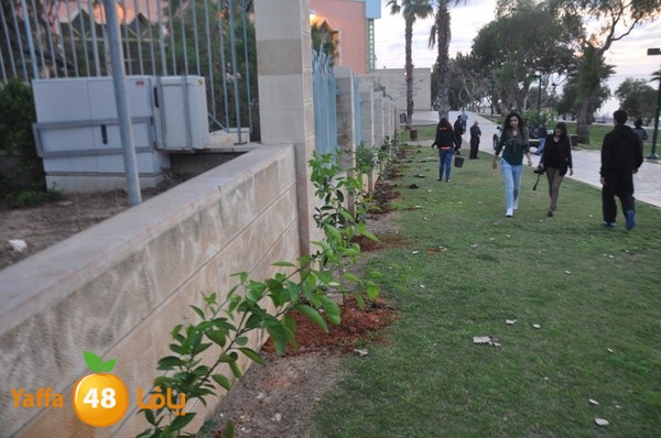 trees yaffa jamhairea (12).JPG